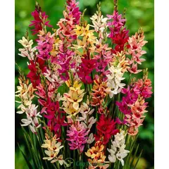 ბოლქვი STA HBM Ixia Mixed 5/7 10 ც