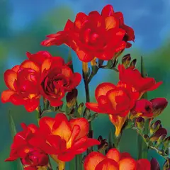 Bulb STA HBM Freesia dbl Orange (x10) 5/+