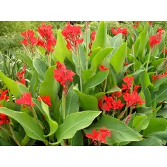 ბოლქვი კანა Indica Red HBM 1 ც