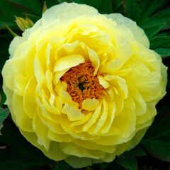 ბოლქვი BES HBM Paeonia Yellow (x1) 1/2