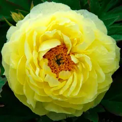ბოლქვი BES HBM Paeonia Yellow (x1) 1/2