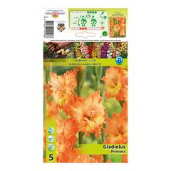 ბოლქვოვანი HBM STA Gladiolus Princess (x5)