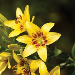 ბოლქვი HBM შროშანი ყვითელი Pixels 10/12 2 ც