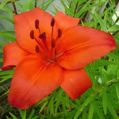 Bulb HBM Lilium Gran Paradiso 2 pc