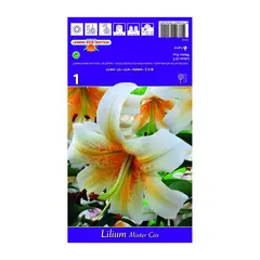 ბოლქვოვანი BEST BUY CAPPERLINE BES Lilium Mister Cas (x1)