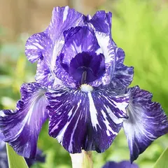 ბოლქვი HBM ზამბახი Batik I 1 ც