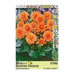 ბოლქვოვანი HBM BES Dahlia Berliner Kleene (x1)