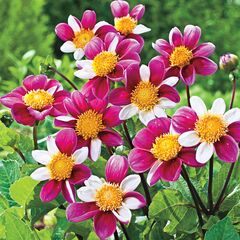 ბოლქვოვანი HBM STA Dahlia Twyning's Smartie (x1)