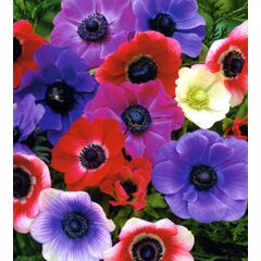 Bulb HBM Anemone De Caen 5/6 10 pc