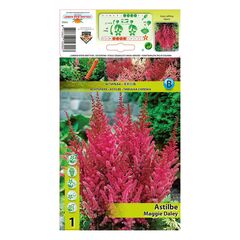 ბოლქვოვანი  HBM STA  Astilbe Maggie Daley (x1)