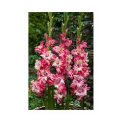 ბოლქვოვანი HBM BES Gladiolus Broken Heart Frizzle (x5) 10/12