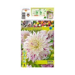 ბოლქვოვანი HBM STAR CAPPERLINE STA Dahlia Avignon (x1)