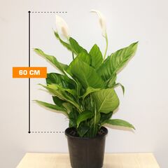 Спатифиллюм SPATHIPHYLLUM 60 სმ