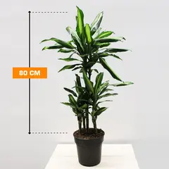 Драцена Cintho 80 см