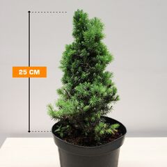 Spruce Picea glauca Sander`s Blue 5/10 C3