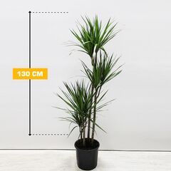 Драцена Marginata 4PP 130 см