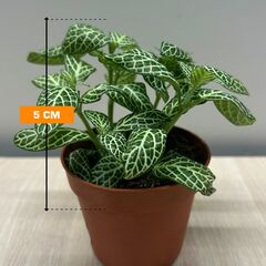 Fittonia ferschaffeltii 508/12 5 cm
