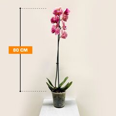 Orchid PHALAENOPSIS 1 SPIKE 80 cn