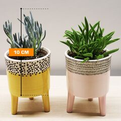 კრაცულა ფულის ხე Crassula ovata Willemstad 10 სმ