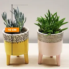 Толстянка денежного дерева Crassula ovata Willemstad 10 см