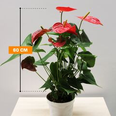 ანტურიუმ Anthurium 60 სმ