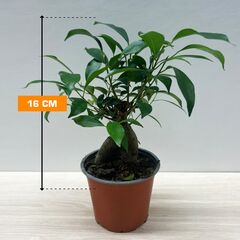 ფიკუსი FICUS MICROCARPA GINSENG 16 სმ