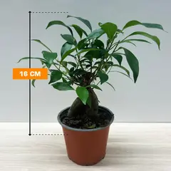 Фикус FICUS MICROCARPA GINSENG 16 см