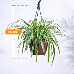 ქლოროფიტუმი CHLOROPHYTUM HANGING 25 სმ