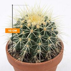 ეჰინოკაქტუსი Echinocactus grusonii schaal 10 სმ