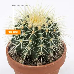 ეჰინოკაქტუსი Echinocactus grusonii schaal 10 სმ