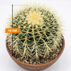 Echinocactus grusonii 16 cm