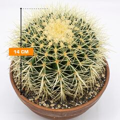 Ferocactus stainesii Bolcactus 14 cm