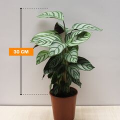 კტენანტა Ctenanthe Compactstar 12/40
