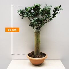 ფიკუსი FICUS MICROCARPA STRAIGHT STEM 40/50 cm