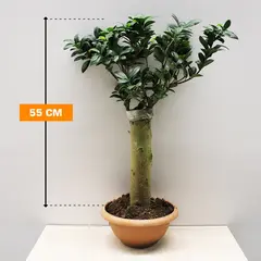 ფიკუსი FICUS MICROCARPA STRAIGHT STEM 40/50 cm