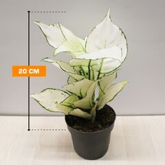 აგლაონემა Aglaonema White Lime 12/35