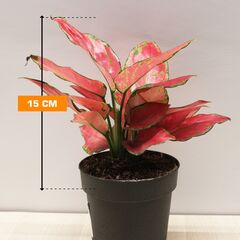 აგლაონემა Aglaonema Cherry Baby 12/30