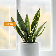 Сансевиерия Sansevieria Futura Superba 9/30 30 см