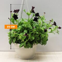 პეტუნია PETUNIA HANGING 25 სმ