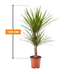 Драцена Marginata 100 см