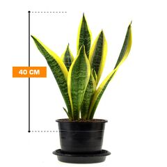 სანსევიერია SANSEVIERIA SUPERBAA 40 სმ