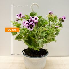 Pelargonium Hanging 30 cm