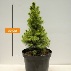 ნაძვი glauca Conica 20/25 C3