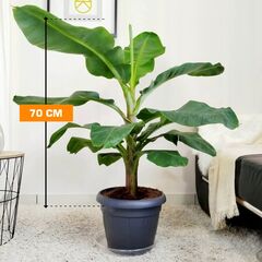 Musa Dwarf Cavendish 17/70