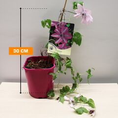 კლემატის Clematis W Odmianch C2 30 სმ