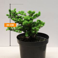 ნაძვი Picea Abies Nidiformis 5/10 C3