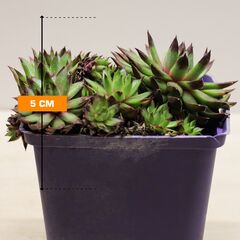 Эхеверия Echeveria Sempervivum P9