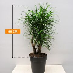 Dracaena Anita variegata busch 60 cm