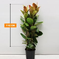 Ficus Elastica Shriveriana 110 cm