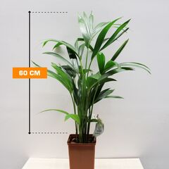 ჰოვეა HOWEA KENTIA 60 სმ